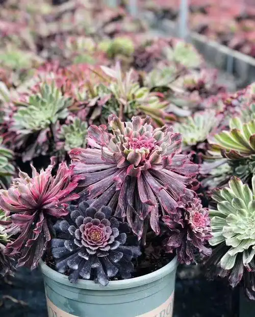 多肉植物:水墨画法师锦老桩