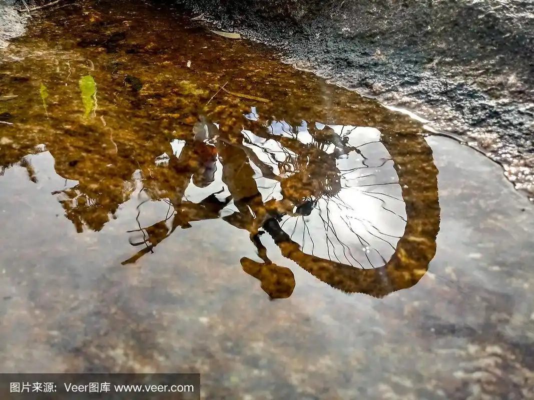 自行车在水坑里的倒影