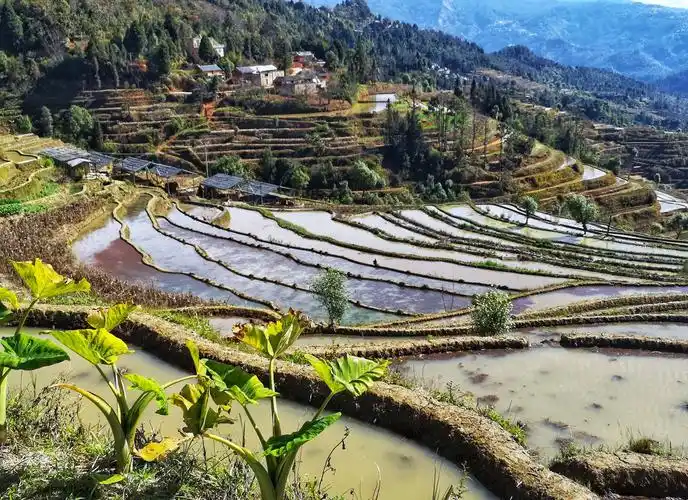 《红河哈尼梯田》之二杨柳梯田,绿树格梯田——阿耘手机摄影