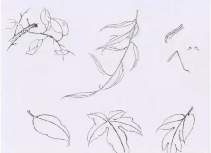 197初学白描工笔画勾线练习