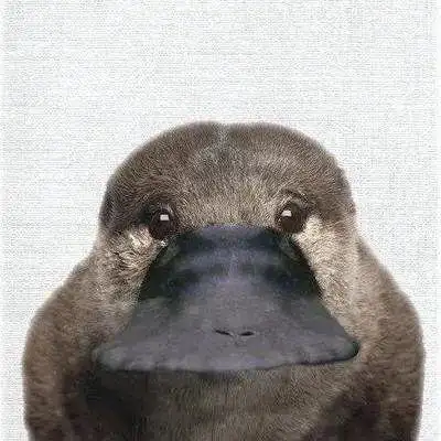 并没有脖子但它其实——可达鸭虽然歪头歪脑的仔细观察出奇制胜击败