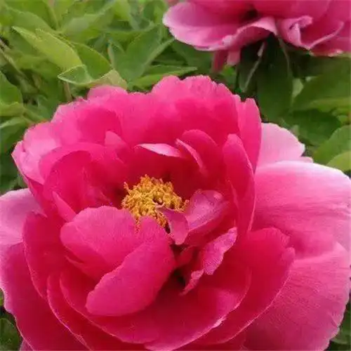 唯美鲜花头像 高清漂亮适合微信头像的花朵图片唯美_植物头像_头像屋