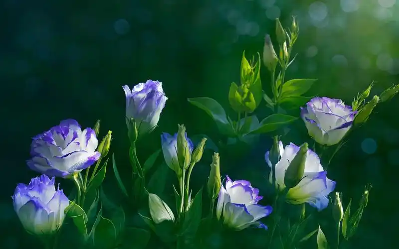 壁纸 洋桔梗花,绿叶,水滴 3840x2160 uhd 4k 高清壁纸, 图片, 照片