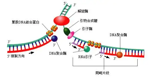 在分子生物学中,dna复制是从一个原始dna分子中产生两个相同的dna复制