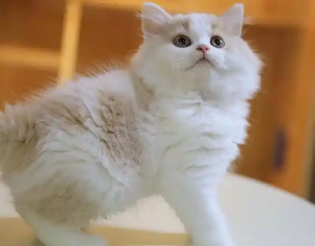 深圳乳白高地弟弟找新家啦一家租用别墅养的猫咪感兴趣的家长可私信或