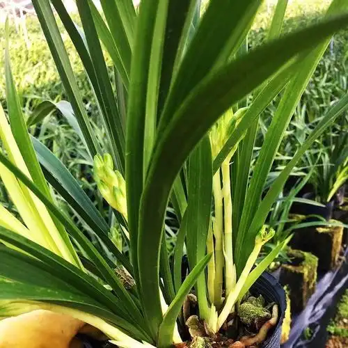 特价兰花苗 浓香型兰花七彩小神童 特价促销 品种保证 盆栽花卉桌面