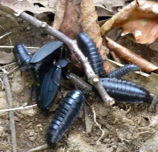 爱新觉罗-启松的博客