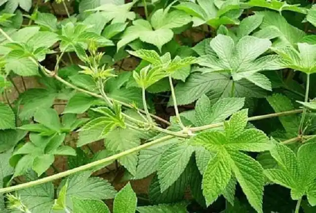 农村1绿草,外表普通却有大效用,是种顶级草药,别再将它当杂草