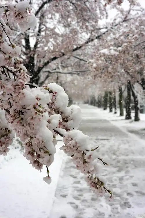 河南多地迎来3月桃花雪!网游:穿了短袖又穿袄