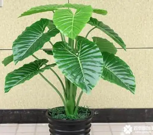 以上就是四季植物网为你提供的滴水观音的浇水方法