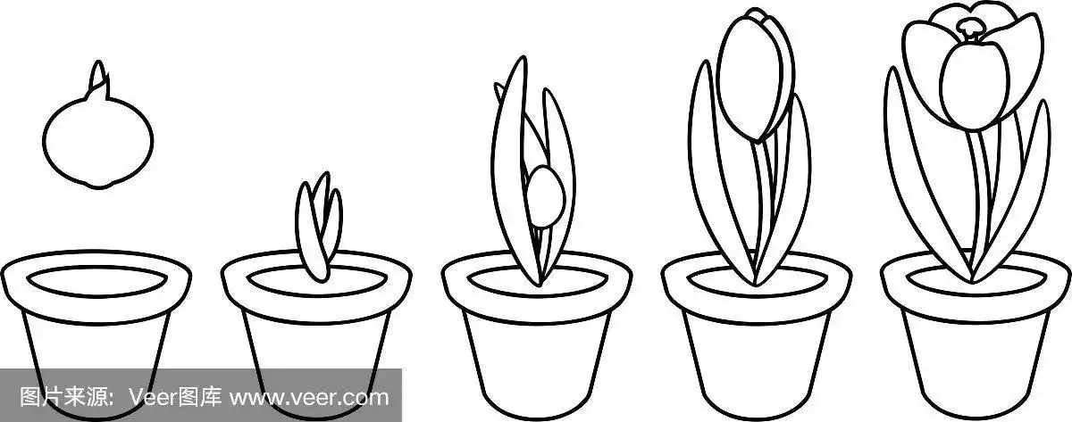 从在花盆中种植球茎到开花植物的生长阶段