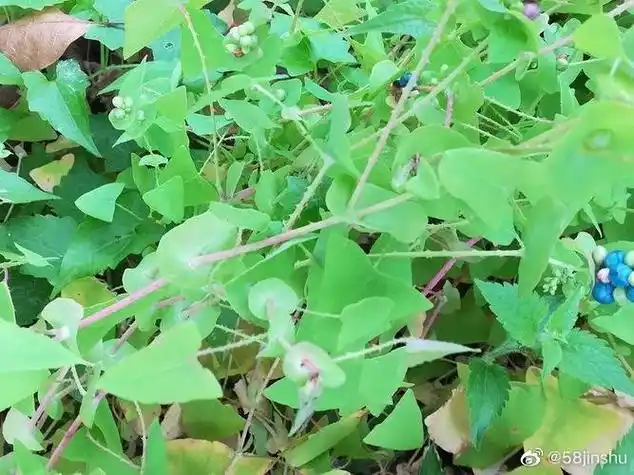 单味中草药介绍##带状疱疹