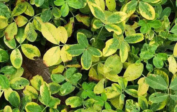 花生花叶病用什么药物防治