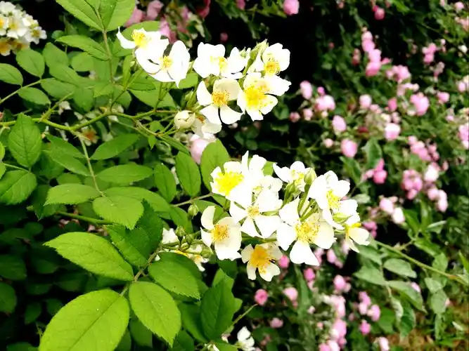 第一次见单瓣的白蔷薇