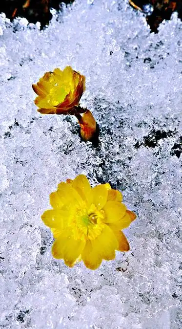 冰凌花的寓意和精神品质(冰凌花图片赏析大全)