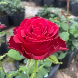 红玫瑰罗德斯肯尼亚切花月季花苗大花浓香多季开阳台庭院植物盆栽