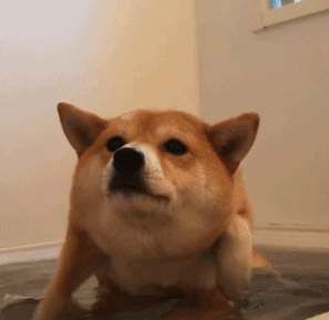 没事就喜欢脸部按摩▼它那张变换各种形状的脸你可以随便捏任意揉▼超