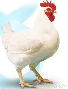 肉鸡大肠杆菌病的病因及防控措施