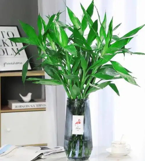 富贵竹是一种优雅而又美丽的植物,深受广大的花卉爱好者们的欢迎.