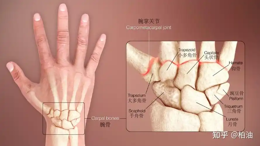 手腕是连接前臂和手的结构,是一个复杂的结构,因为要支持我们极为灵活