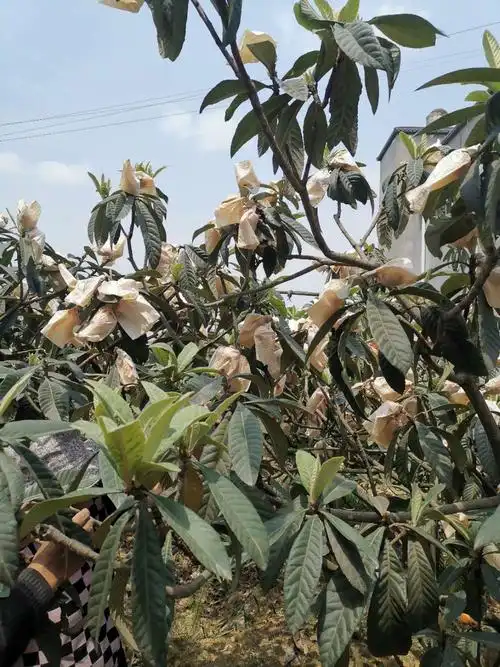 云南枇杷苗-枇杷苗价格-枇杷苗成熟时间_果树苗_--西北苗木网