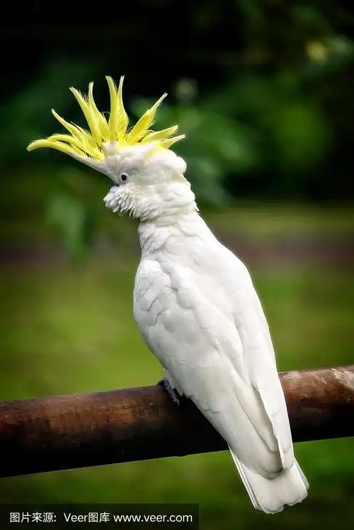 硫葵花凤头鹦鹉