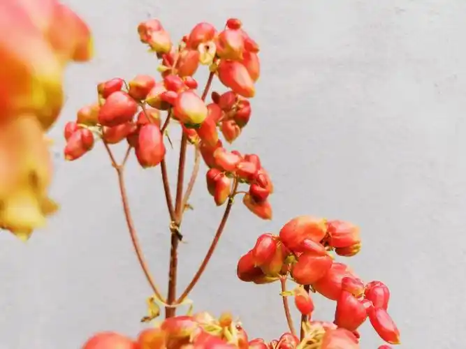 景天科属:落地生根属药用价值:具有解毒消肿,活血止痛,拔毒生肌的功效