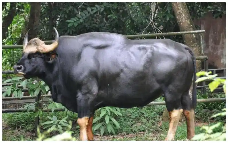 又是云南!世界现存体型最大的白肢野牛来了,如今数量或有20头