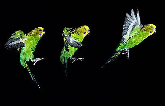 虎皮鹦鹉,飞行,次序