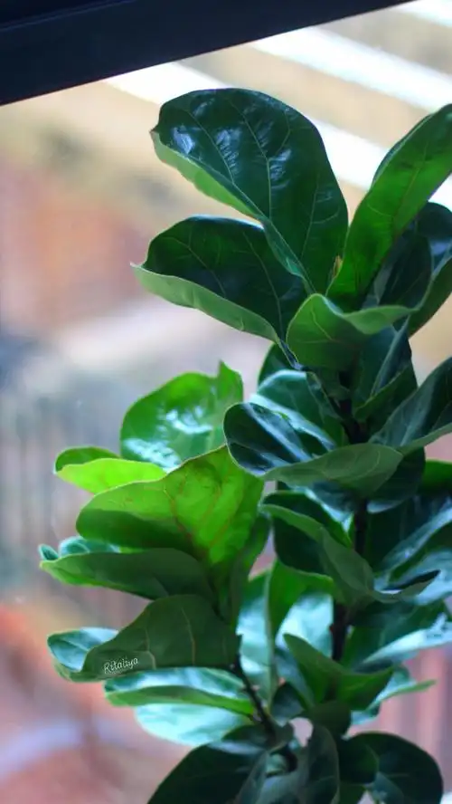 琴叶榕去年买的小苗一年多就长大了