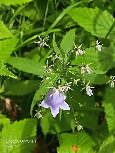 《花草印象》(8)131313——沙参花