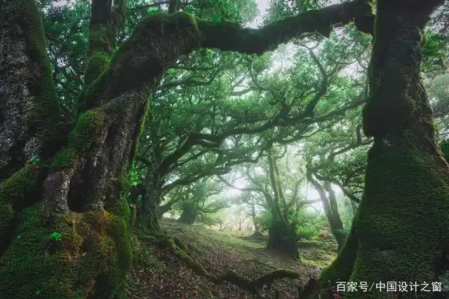 kilian schnberger 美丽的森林景观摄影,宛如童话仙境