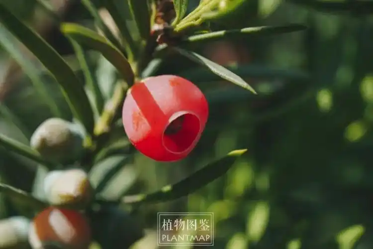 南方红豆杉结"果"了_腾讯新闻