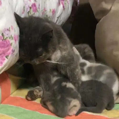 蓝猫和中华田园猫混血