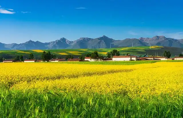 盛夏,北国的油菜花开美如仙境,愿有一块油菜花田能留下你的足迹