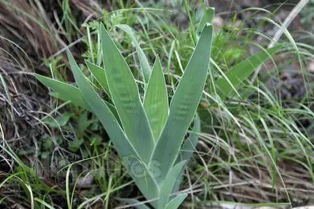 在山上看到一种植物,这个植物叫什么名字