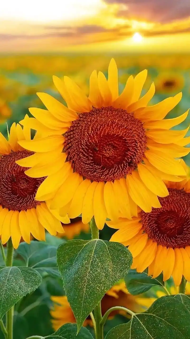 向日葵最美的花语;我永远只属于你,不用质疑我对你的爱…"   - 抖音