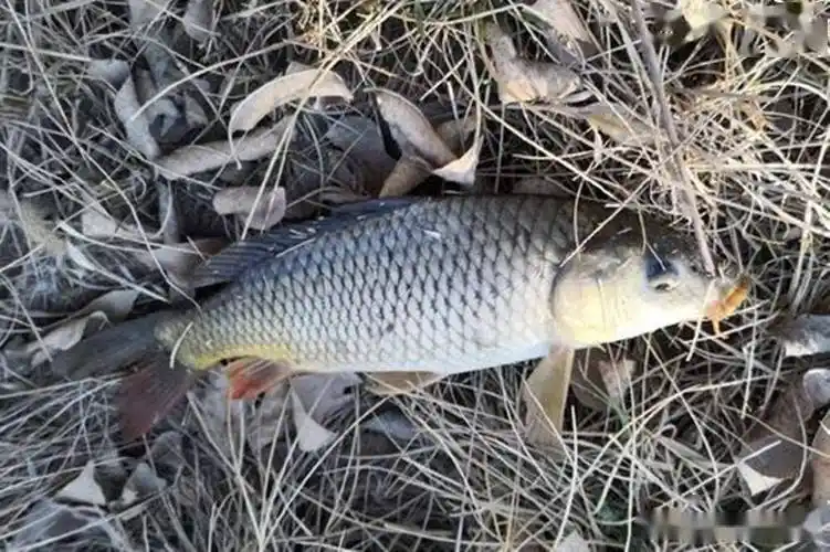 野钓鲤鱼"神"技巧:撵泡钓法不用打窝,春天不用就亏了_鱼星_时候_的特