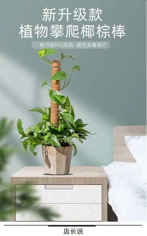 大叶绿萝植物攀爬棕柱椰棕棒龟背竹支撑杆攀爬架海芋支柱棕榈苔藓 pvc