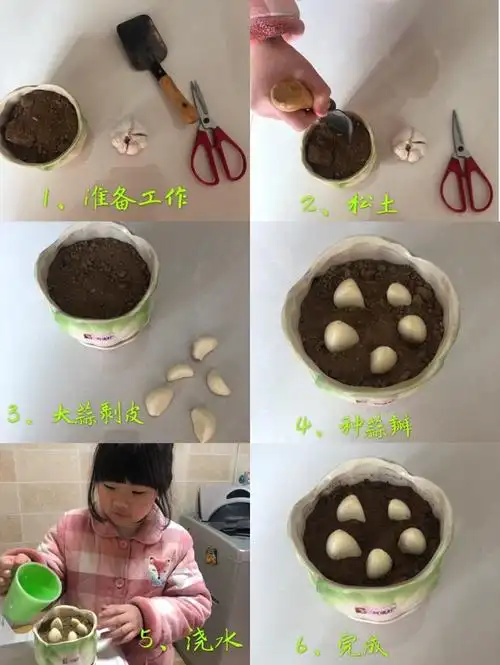 这是二4班何逸轩种大蒜的过程.你学会了吗?