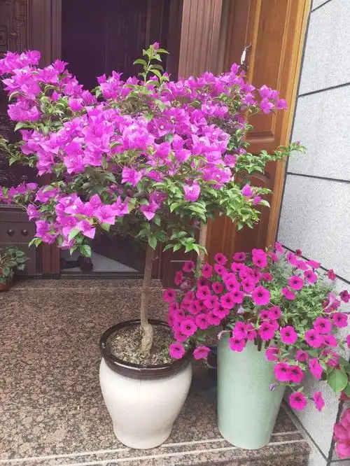 三角梅咋养都不开,花店里的却"满头花",原来"猫腻"在这里|盆栽|花开