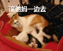 滚他妈一边去(猫咪一脚踢开动图)_猫咪_开动_一脚_一边表情