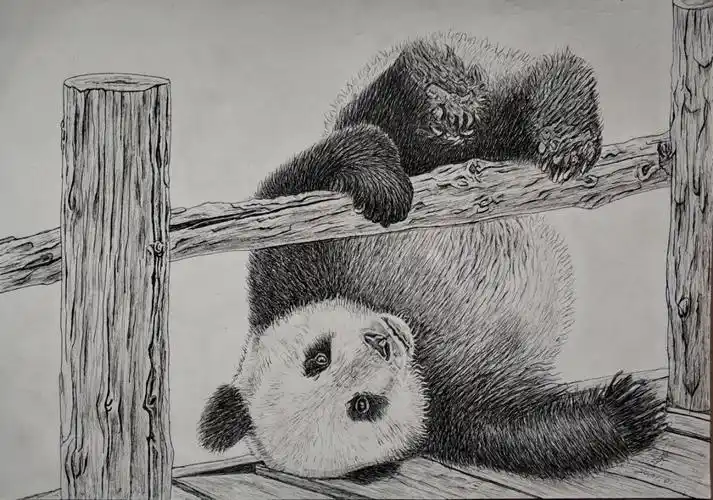 国宝大熊猫景建军的钢笔画作品欣赏