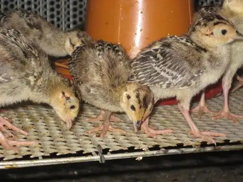 四川供应美国七彩山鸡苗,报价合理,欢迎订购