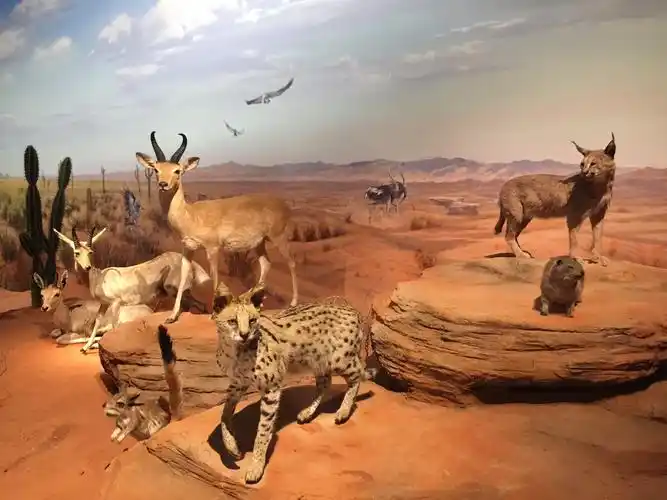 贝林捐赠展》以贝林先生捐赠的动物标本为主,馆藏标本为辅,从不同大陆