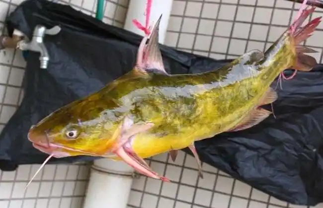 黄颡鱼最新养殖技术