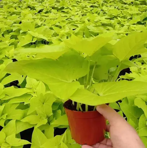 基地直供观叶植物花卉盆栽净化空花卉小盆栽110金叶薯