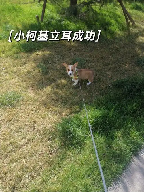 小狗子立耳成功了