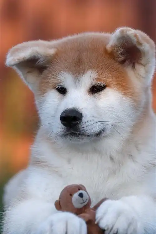 首页 动物与鸟 狗狗iphone 壁纸:1080x1920 (iphone 8/7/6/6s plus)