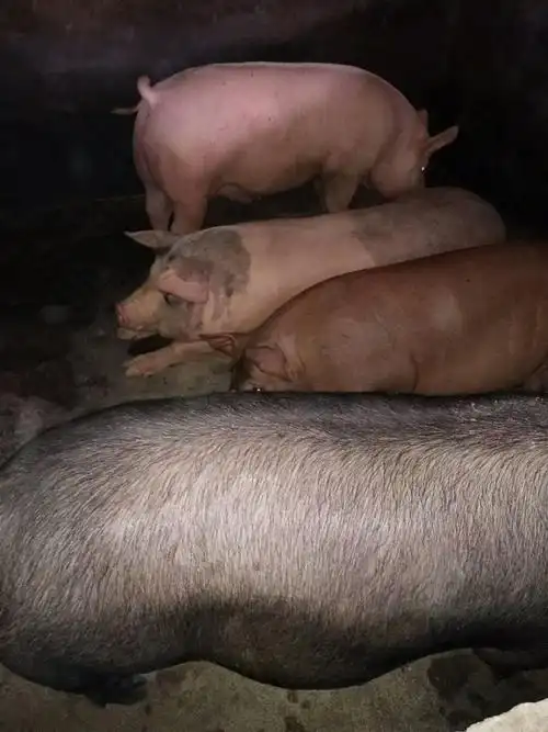 三杂大猪250380斤